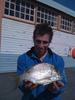 bream